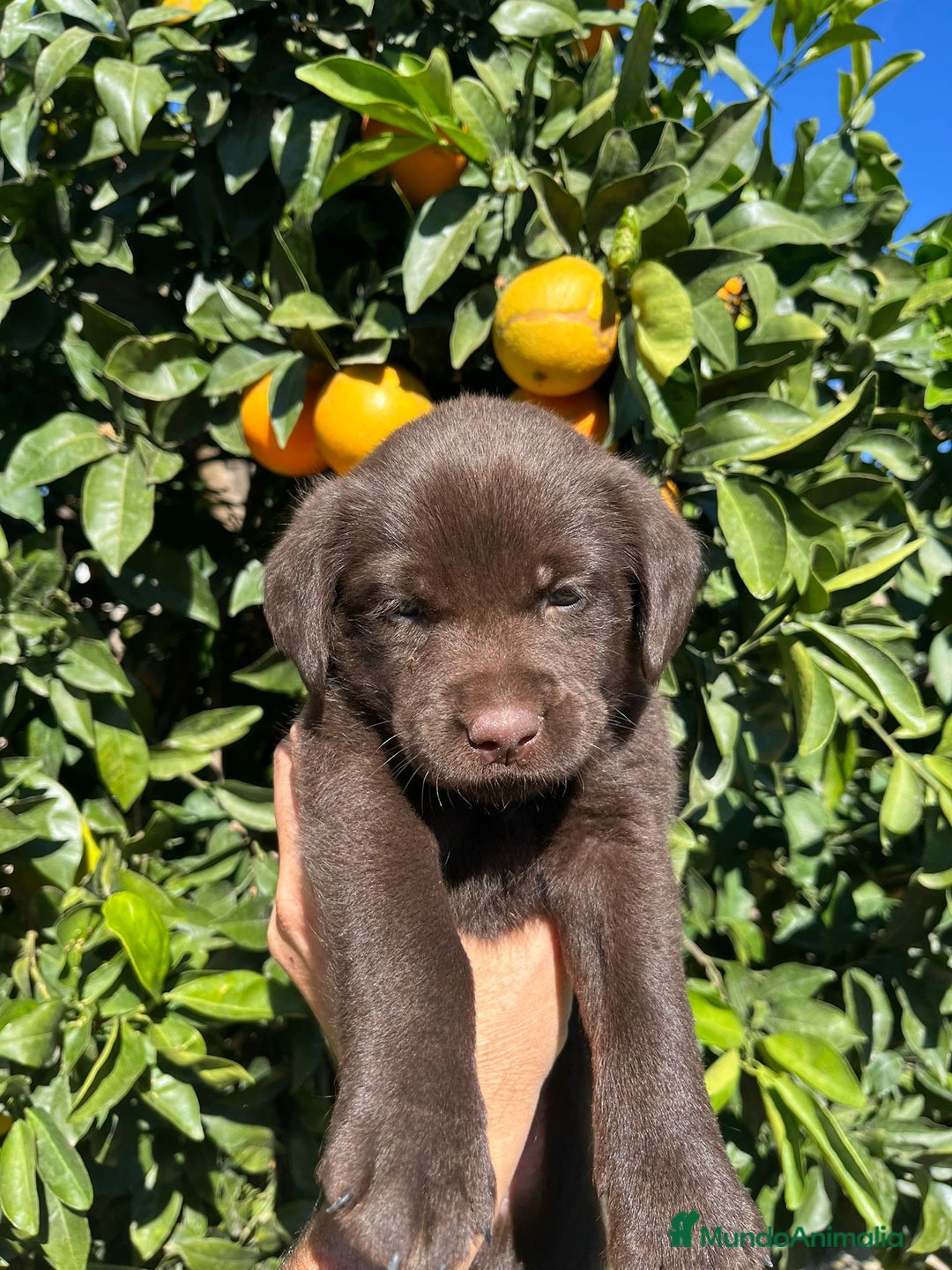 Labrador Retriever perros en venta: Cachorros labrador chocolate  - Imagen 2