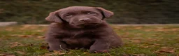Labrador Retriever perros en venta: Camada labrador retriever chocolate  - Anuncio 7