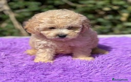 Maltipoo perros en venta: MALTIPOO F1 DISPONIBLES - Imagen 2