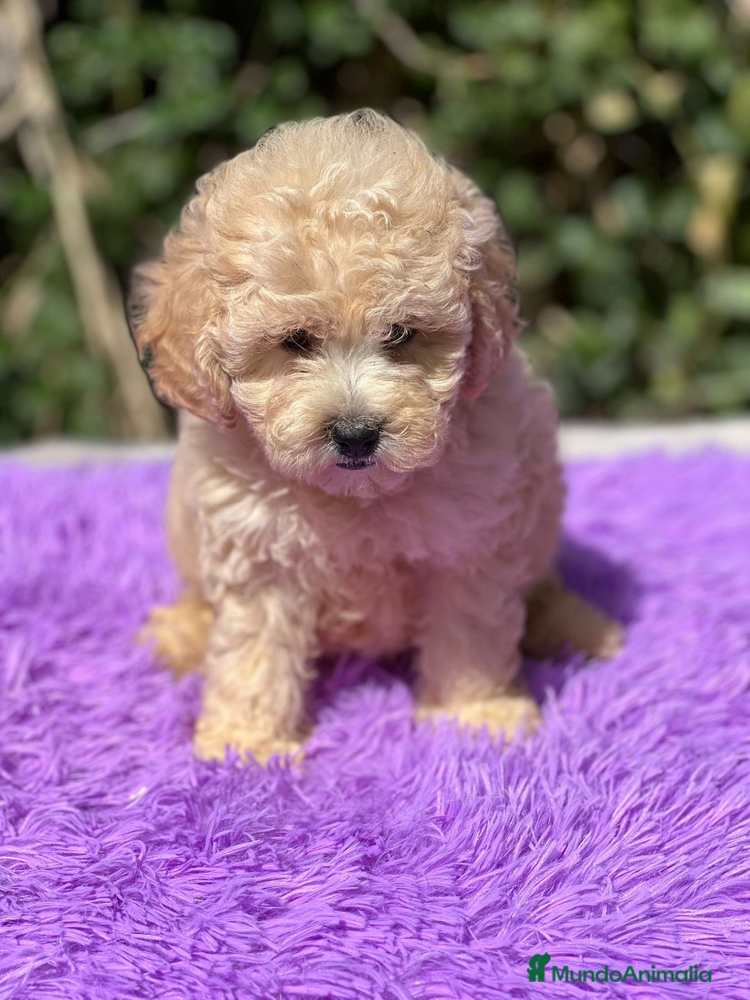 Maltipoo perros en venta: MALTIPOO F1 DISPONIBLES - Imagen 2