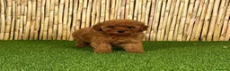 Caniche Toy perros en venta: CANICHE TOY - Anuncio 3