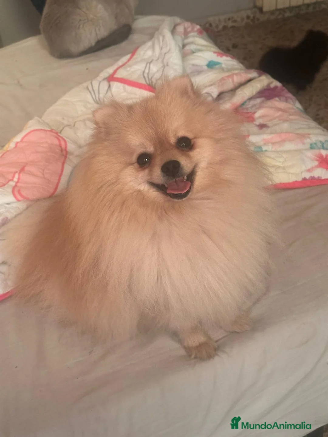 Pomerania perros en venta: Lulu pomerania  en Barcelona - Anuncio 2