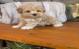 Maltipoo perros en venta: Maltipoo  - Imagen 5