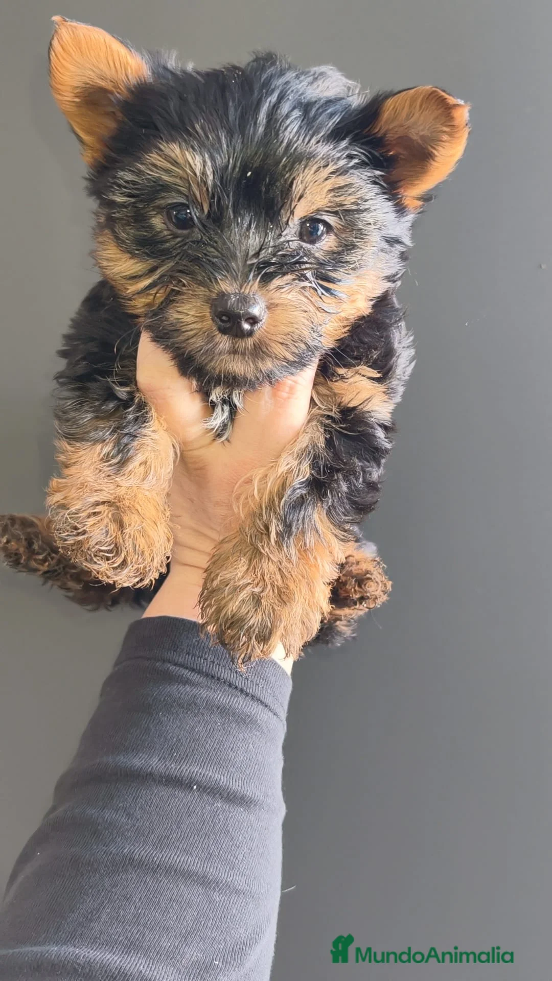 Yorkshire Terrier perros en venta: Yorkshire mini - Anuncio 2