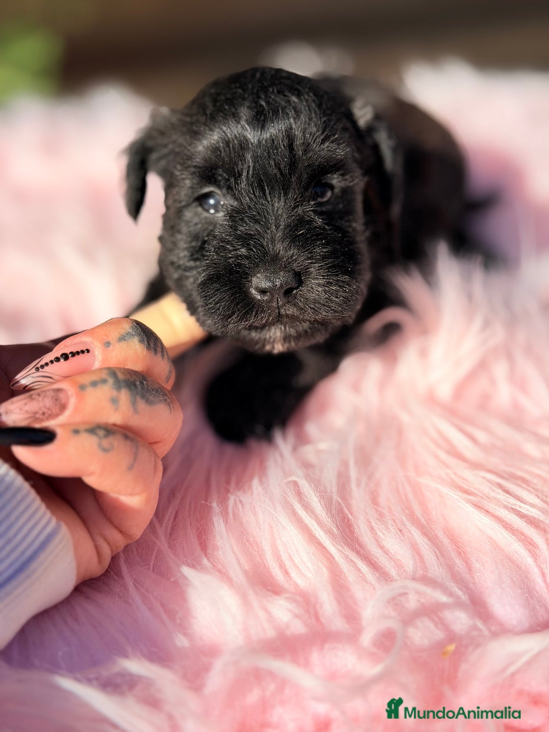 Schnauzer Miniatura perros en venta: Schnauzer mini azabache   - Anuncio 7