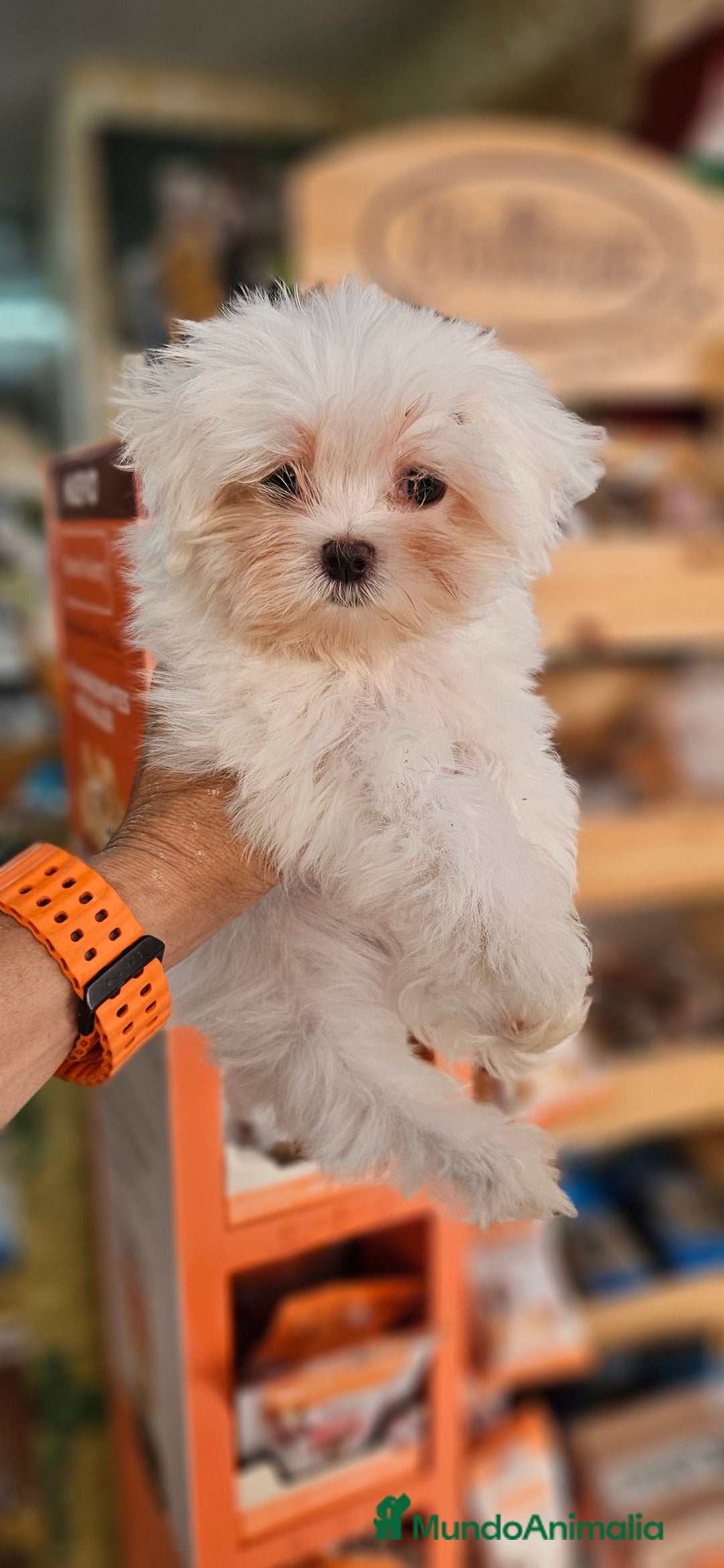 Bichón Maltés perros en venta: Bichon maltés  en Cádiz - Imagen 9