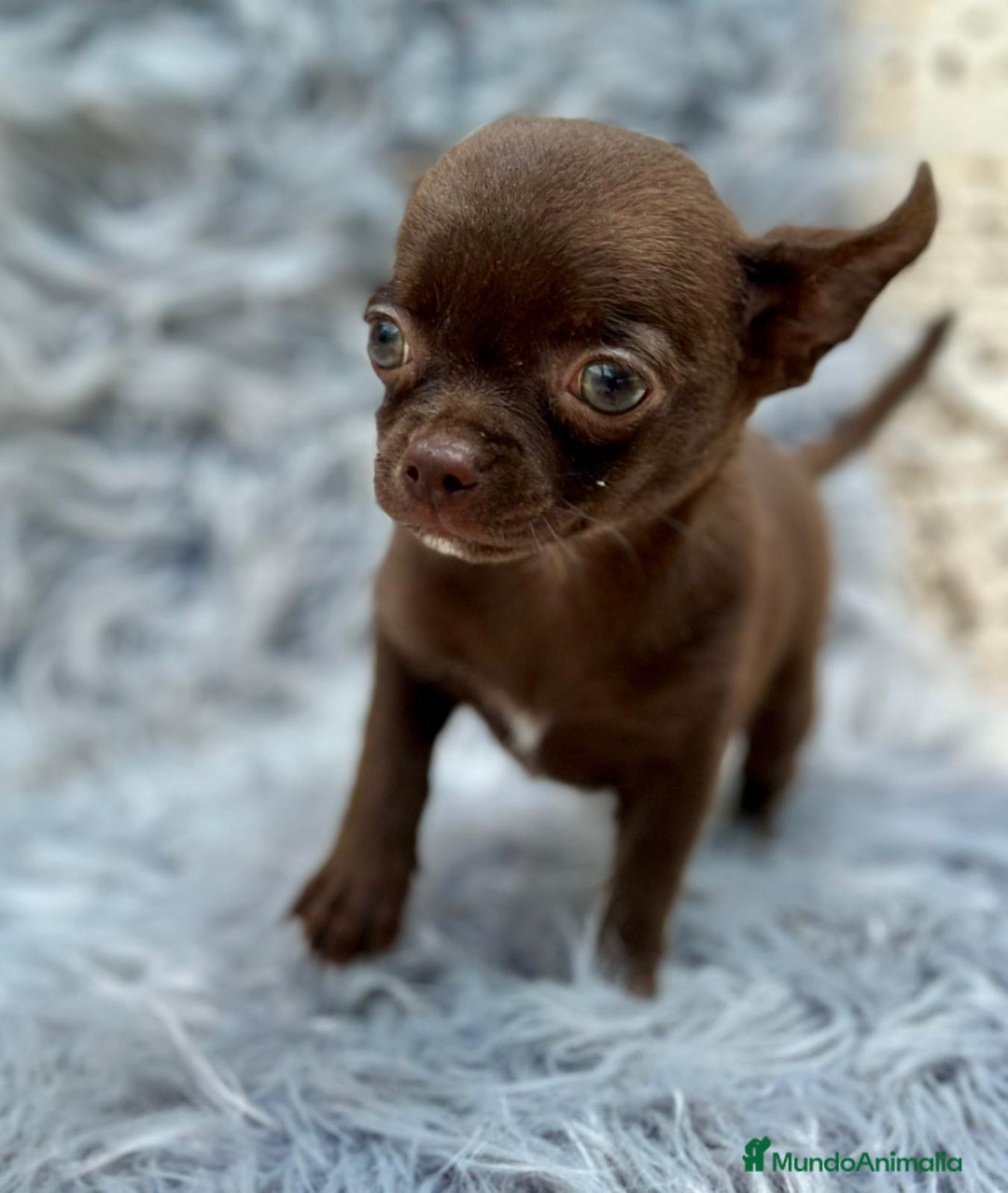 Chihuahua perros en venta: Chihuahua toy chocolate  - Imagen 7