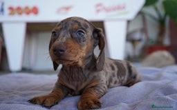 Teckel perros en venta: 🐾 Teckel miniatura – Kodat, Byron y Curry 🤎 - Imagen 3
