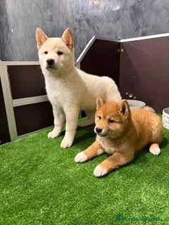 Shiba Inu perros SHIBA INU - Anuncio 1