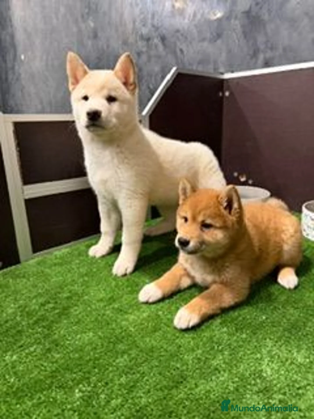 Shiba Inu perros en venta: SHIBA INU - Anuncio 1