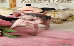 Sphynx gatos en venta: Hembra sphynx elfo tacto terciopelo en Madrid - Imagen 5