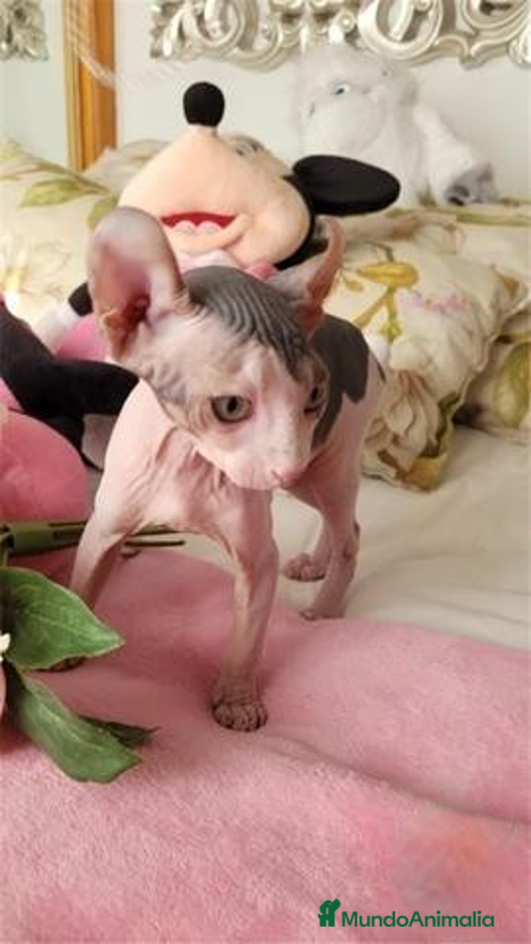 Sphynx gatos en venta: Hembra sphynx elfo tacto terciopelo en Madrid - Imagen 5