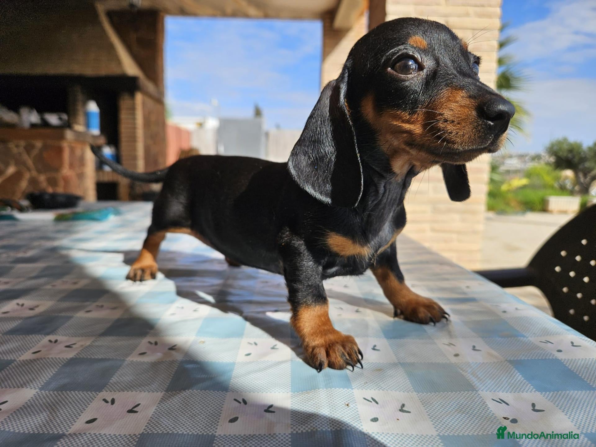 Teckel Miniatura perros Teckel kanichen precio real - Anuncio 2