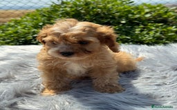 Cavapoo perros en venta: Cavapoo macho   - Imagen 2