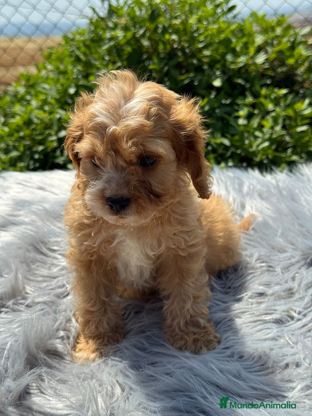 Cavapoo perros en venta: Cavapoo macho   - Imagen 2