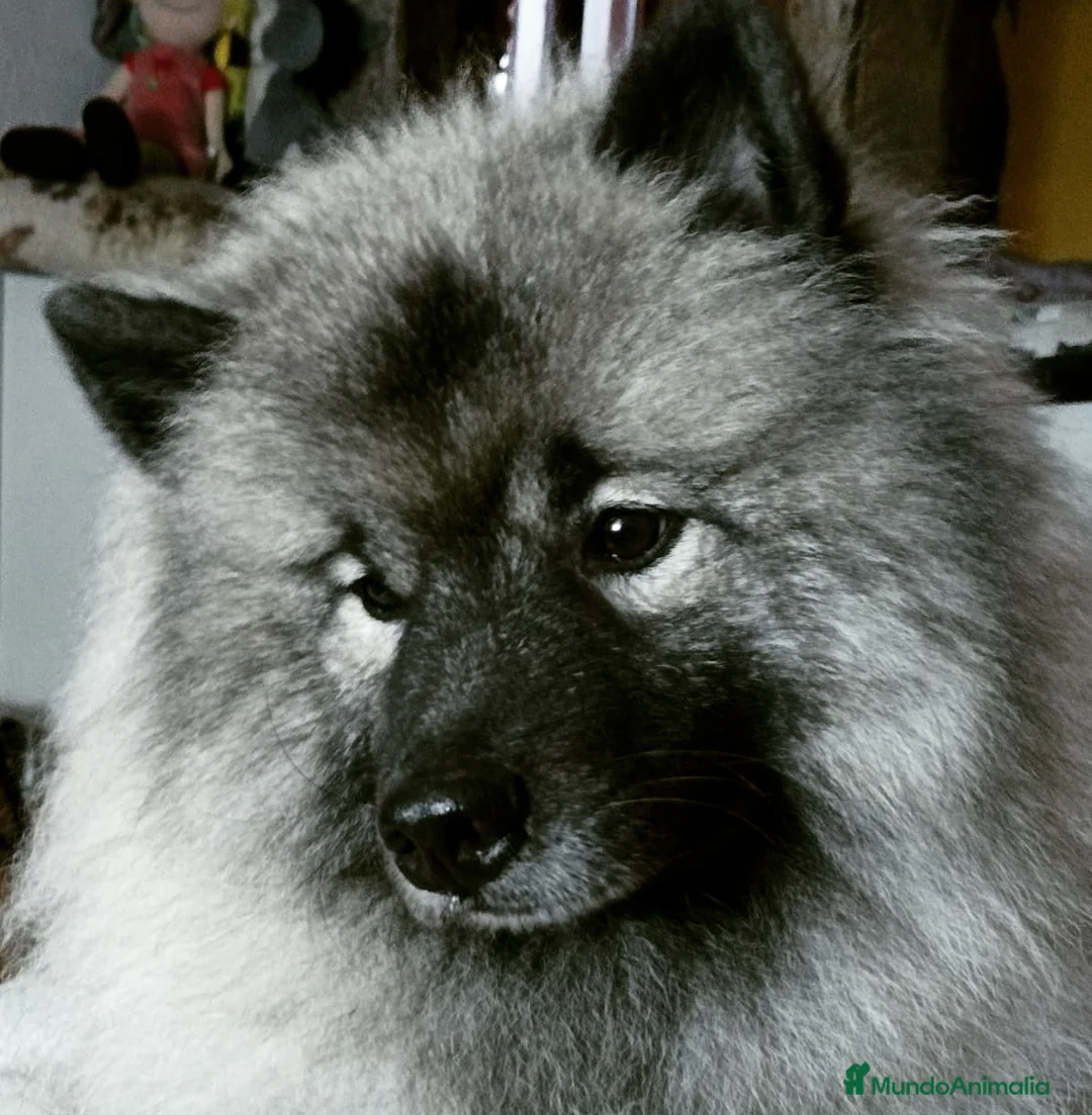 Imagen de galería {{count}}