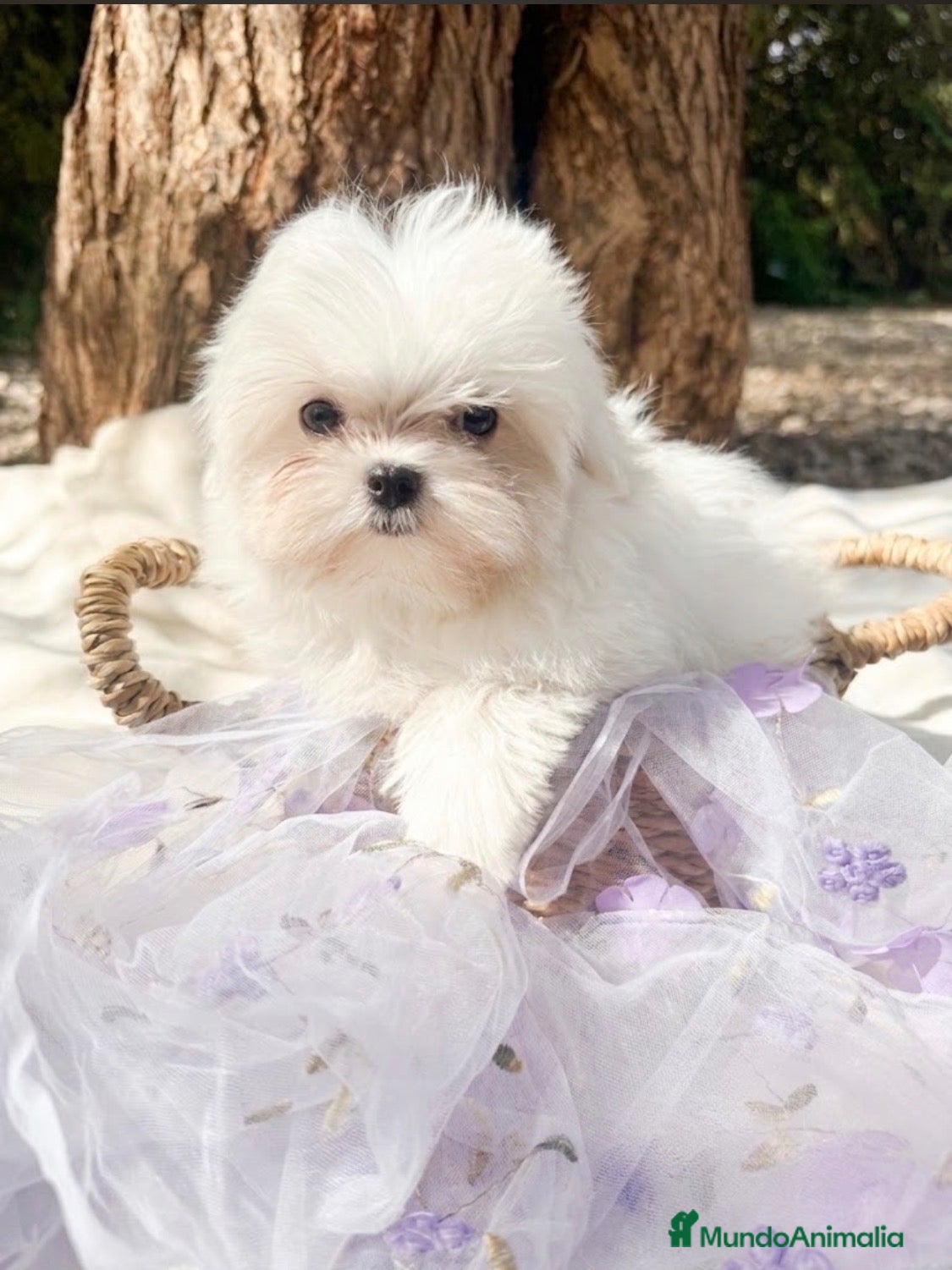 Bichón Maltés perros Bichon Maltes Toy Coreano - Anuncio 2