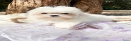Bichón Maltés perros en venta: Bichon Maltes Toy Coreano - Anuncio 2