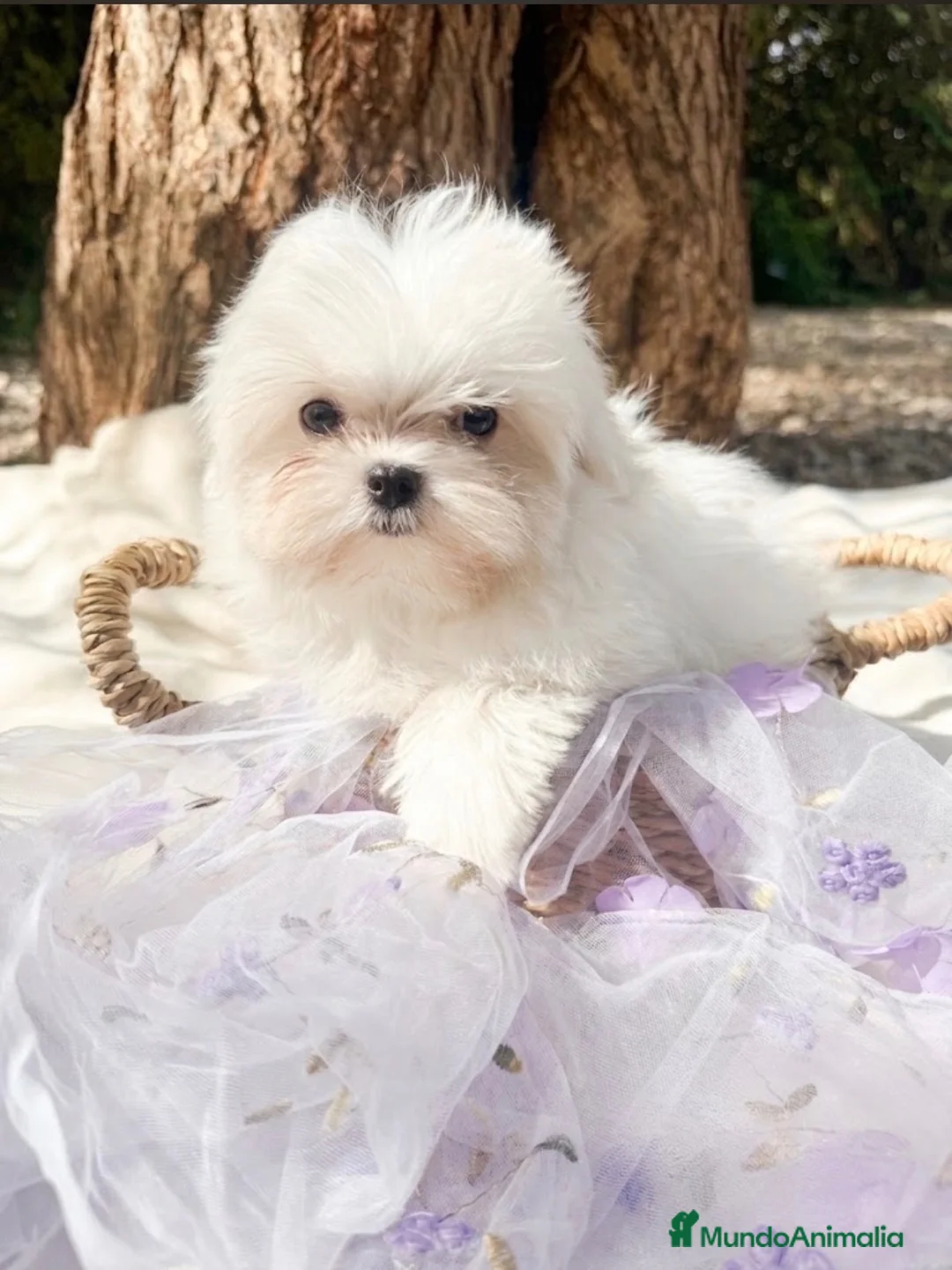 Bichón Maltés perros en venta: Bichon Maltes Toy Coreano - Anuncio 2