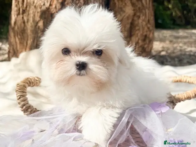 Bichón Maltés perros Bichon Maltes Toy Coreano - Anuncio 2