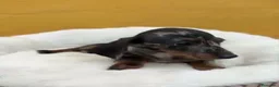 Teckel Miniatura perros en venta: Teckel - Anuncio 6