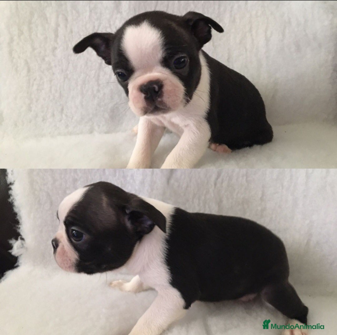 Boston Terrier perros en venta: ‼️‼️BOSTON TERRIER - Anuncio 2