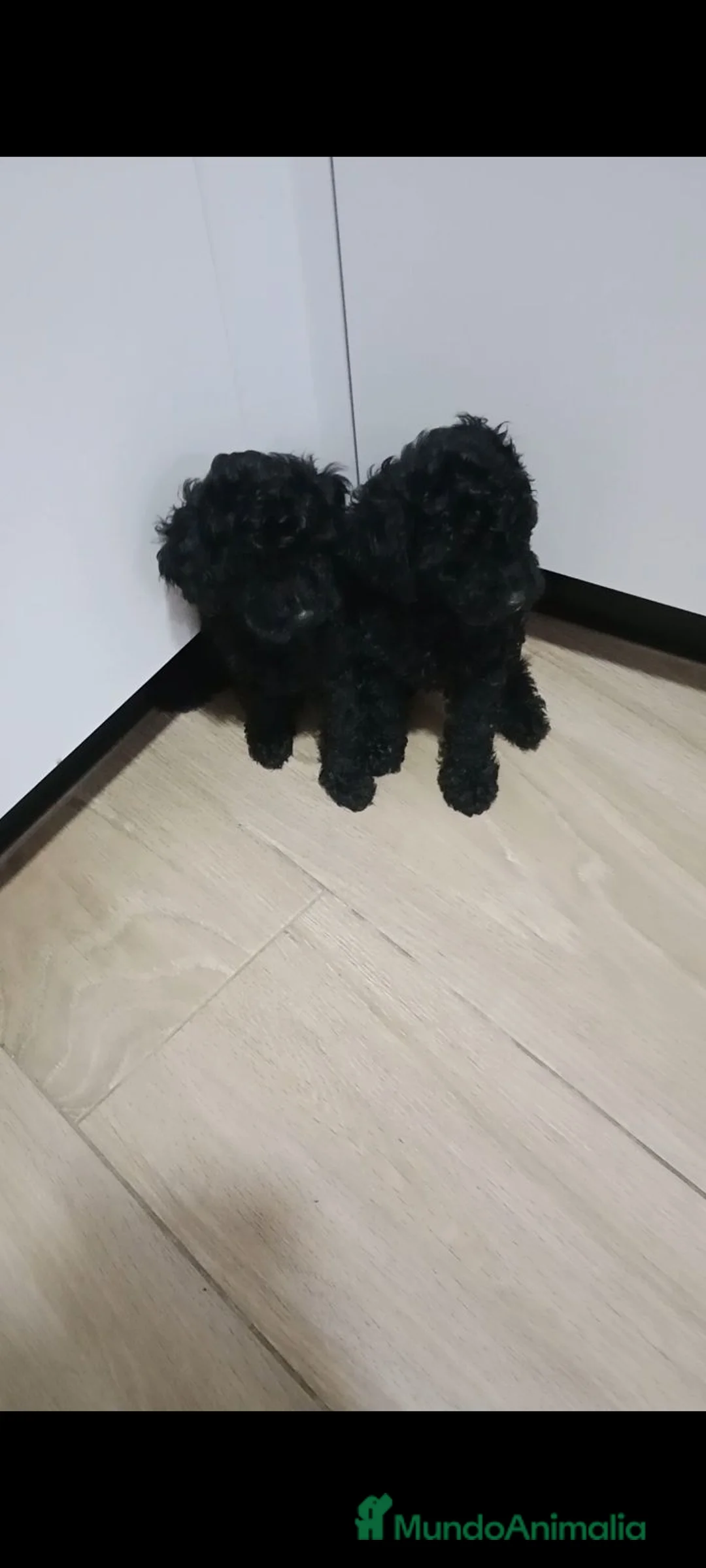 Caniche Toy perros en venta: Caniche toy Negro azabache  - Anuncio 2