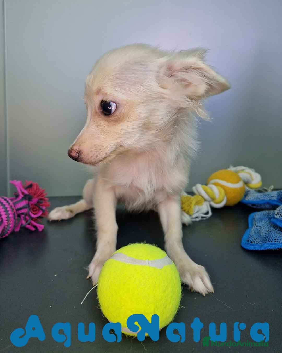 Pomchi perros en venta: Pomchi Hembra 1756 AQUANATURA - Imagen 11