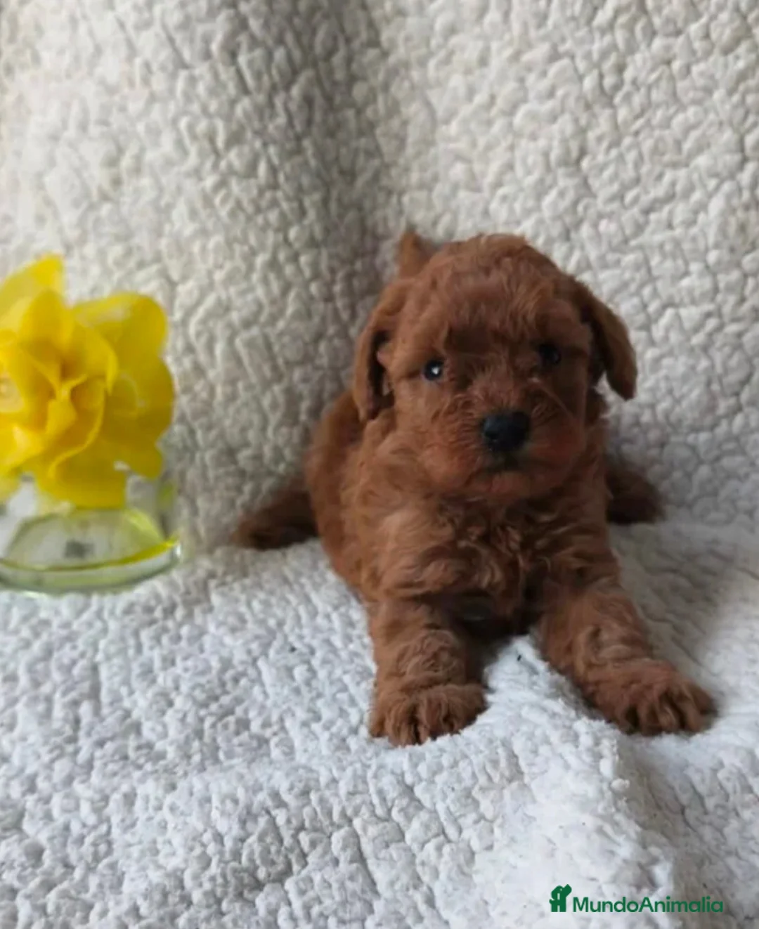 Caniche Toy perros en venta: Caniche toy - Anuncio 2