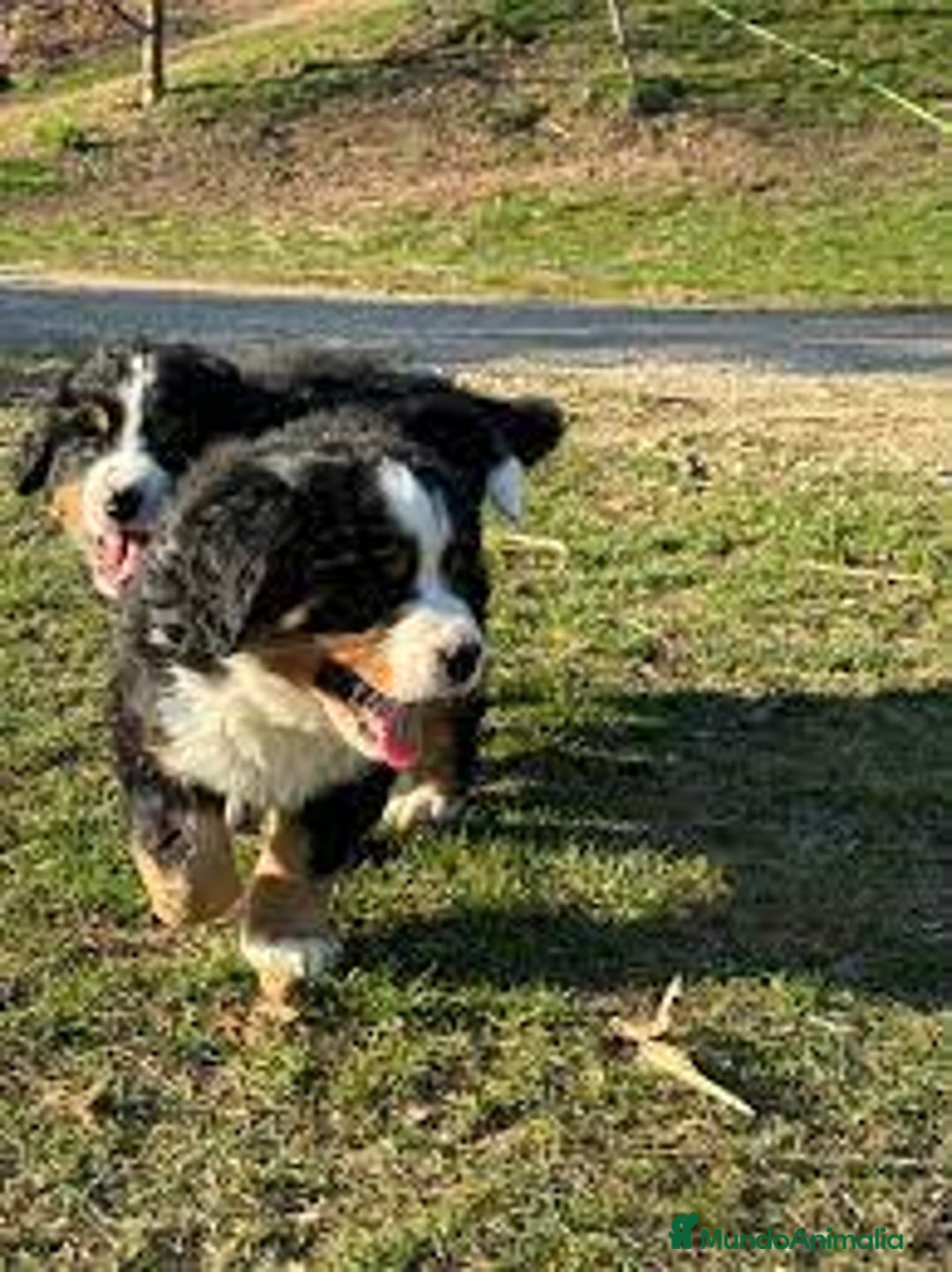 Boyero de Berna perros en venta: BOYERO DE BERNA - Anuncio 1