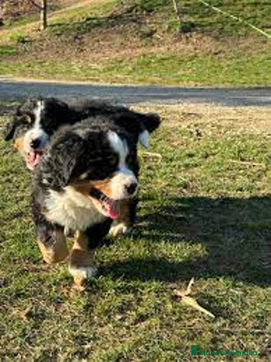 Boyero de Berna perros en venta: BOYERO DE BERNA - Anuncio 1