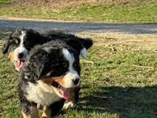 Boyero de Berna perros BOYERO DE BERNA - Anuncio 1