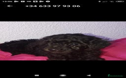 Caniche Toy perros en venta: Caniches 603574813 en Málaga - Imagen 4