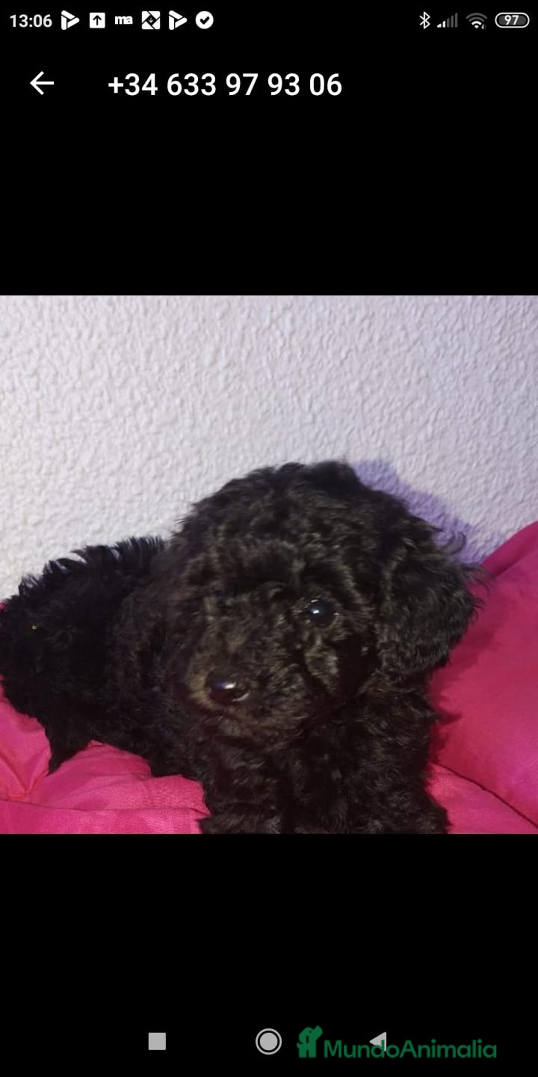 Caniche Toy perros en venta: Caniches 603574813 en Málaga - Imagen 4