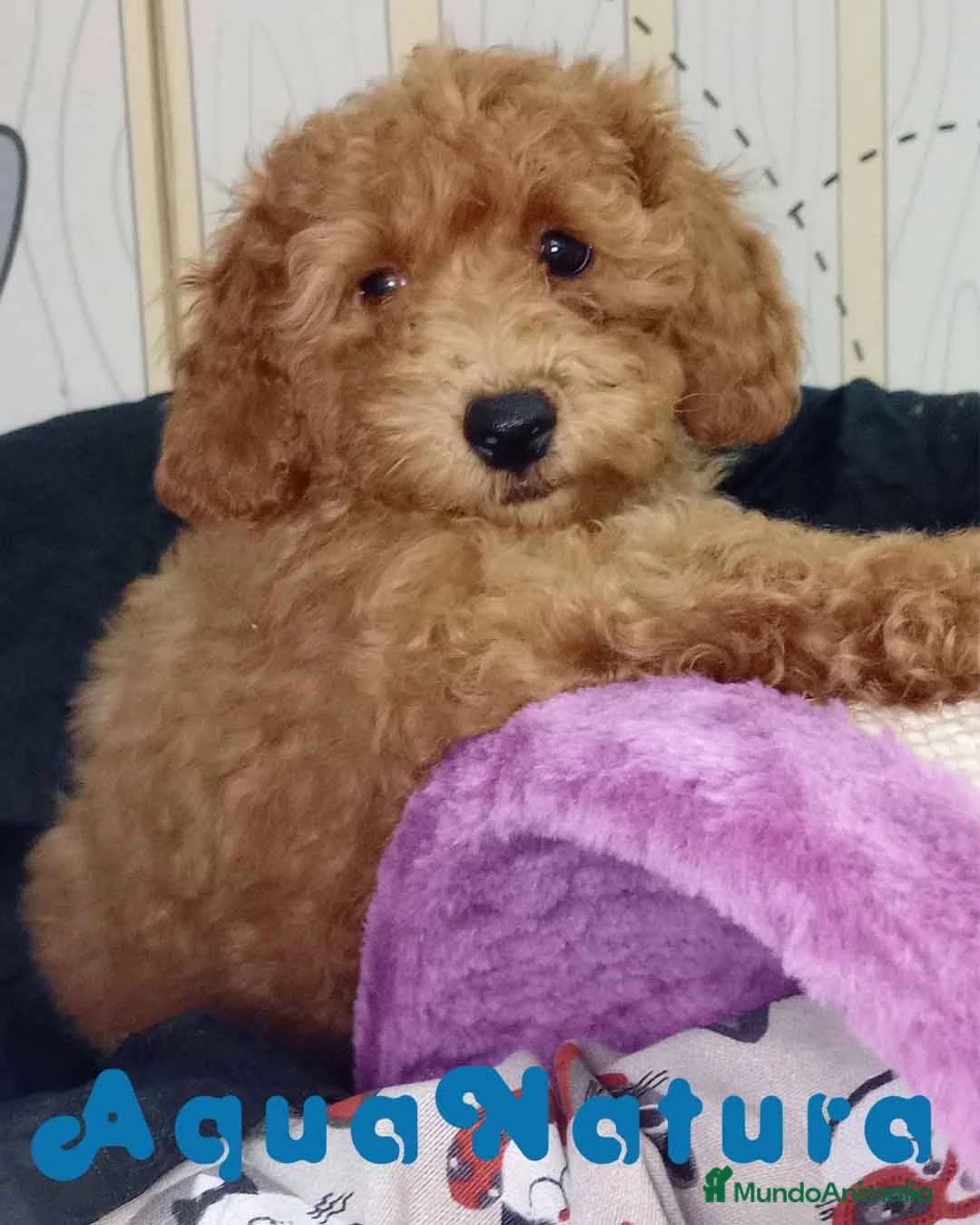 Caniche Toy perros en venta: Caniche Hembra de Camila y Can 6076 AQUANATURA en Barcelona - Anuncio 4