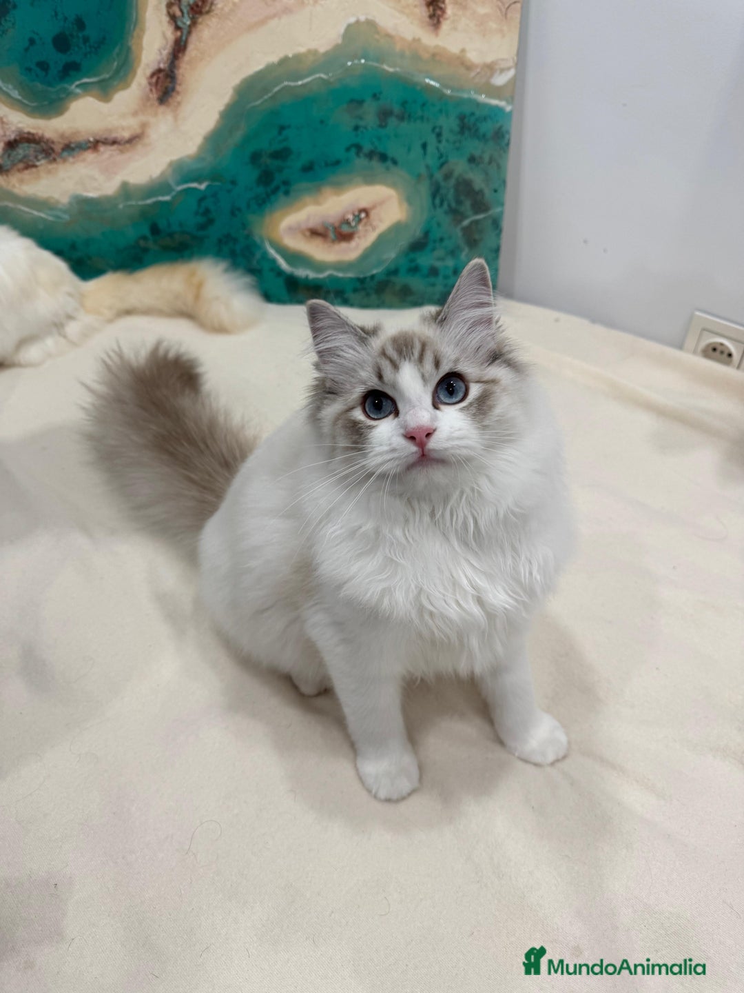 Ragdoll gatos en venta: Gatita Seal Tabby Bicolour - Anuncio 4