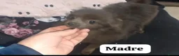 Pomchi perros en venta: Pomchi macho enano  - Anuncio 1