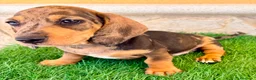 Teckel Miniatura perros en venta: Teckel miniatura merle choco - Anuncio 3