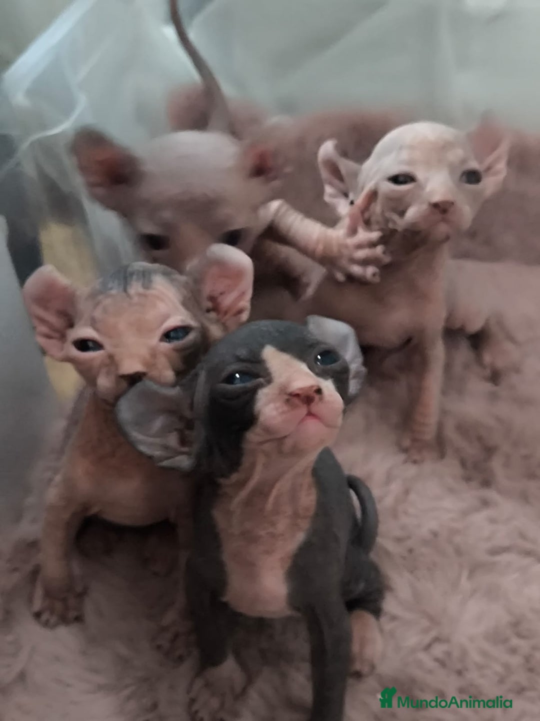 Sphynx gatos en venta: Cachorro Sphynx - Imagen 8
