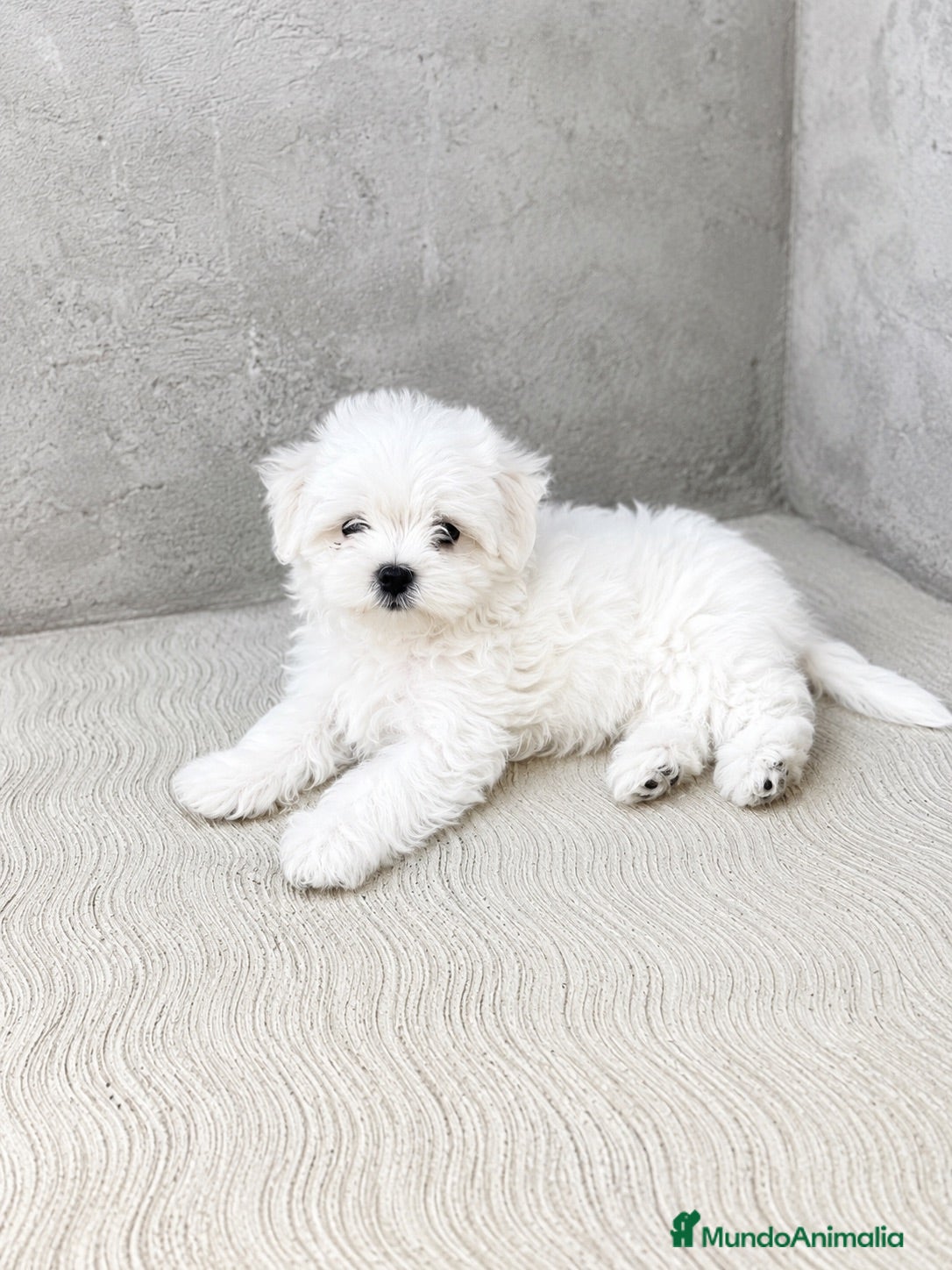 Bichón Maltés perros CACHORROS DE BICHON MALTÉS  - Anuncio 1