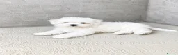 Bichón Maltés perros en venta: CACHORROS DE BICHON MALTÉS  - Anuncio 1