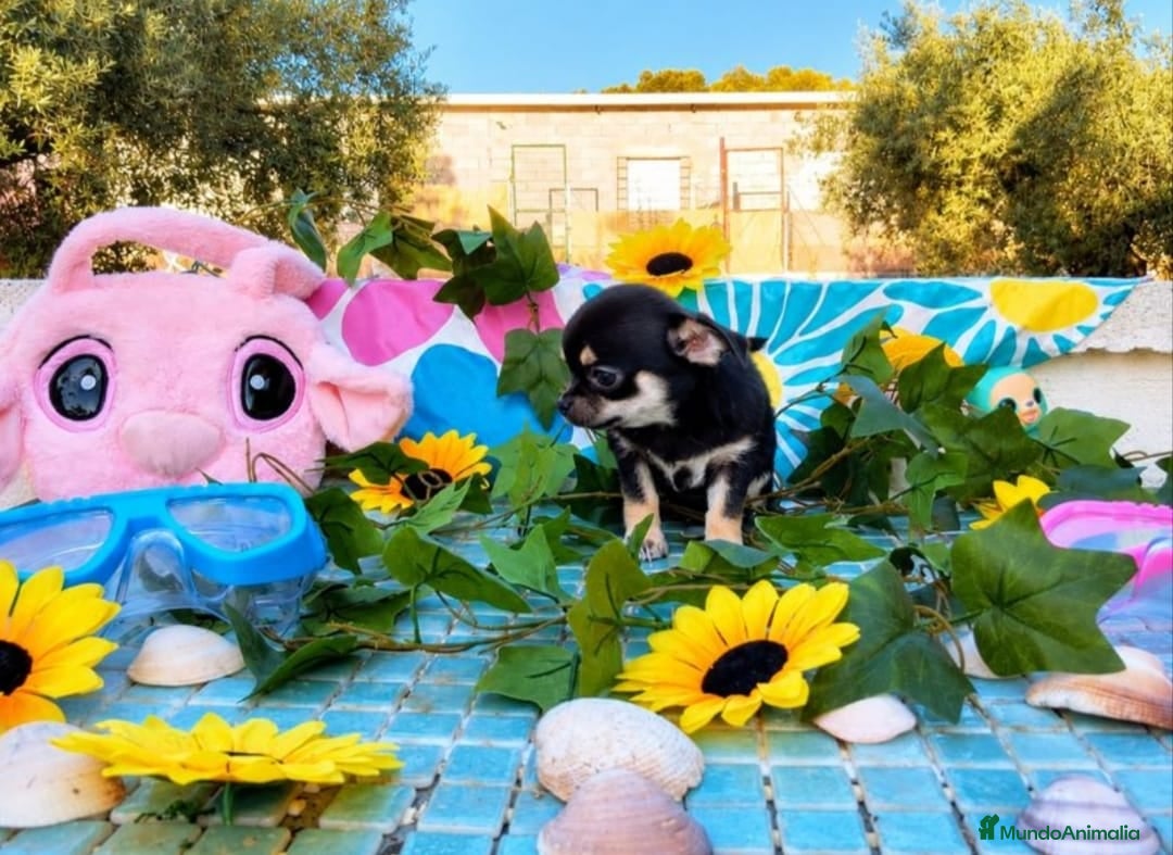Chihuahua perros CHIHUAHUAS TOYS  - Anuncio 2