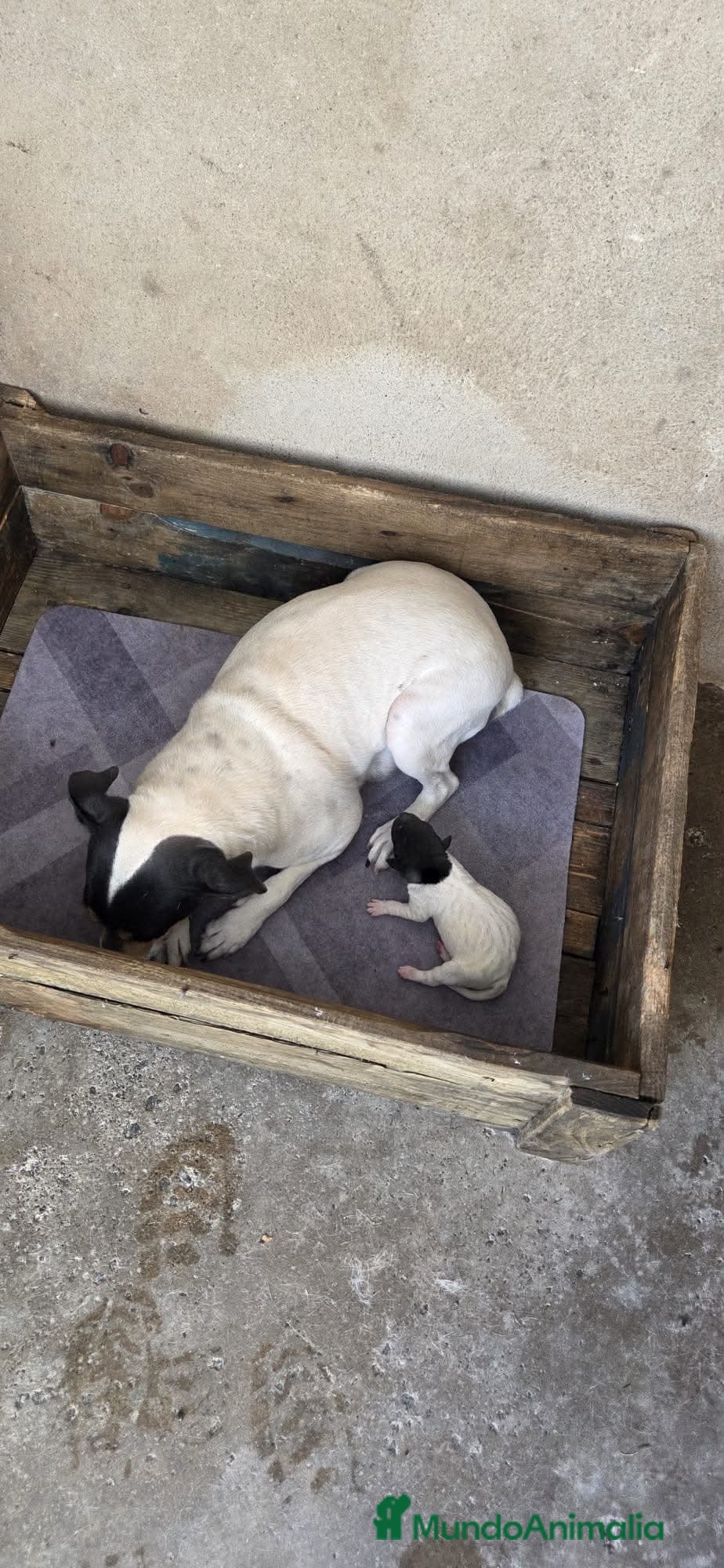 Ratonero Bodeguero Andaluz perros Hembrita ratonera bodeguera andaluz - Anuncio 1