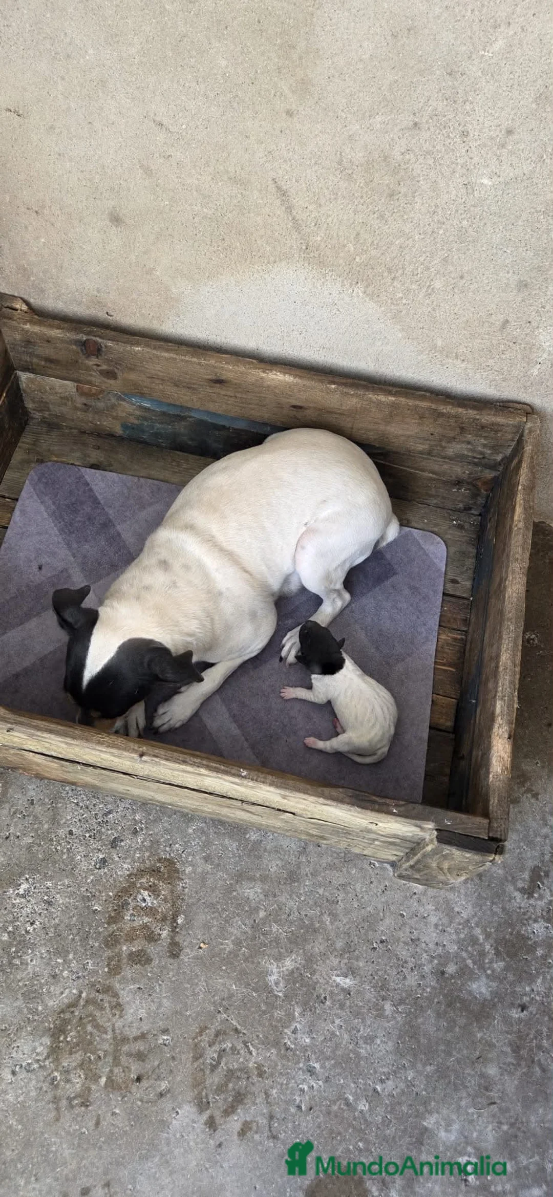 Ratonero Bodeguero Andaluz perros en venta: Hembrita ratonera bodeguera andaluz - Anuncio 1