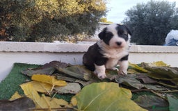 Border Collie perros en venta: GRAN CAMADA DE BORDER COLLIE - Imagen 23
