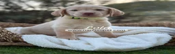 Labrador Retriever perros en venta: LABRADOR HEMBRA - Anuncio 3