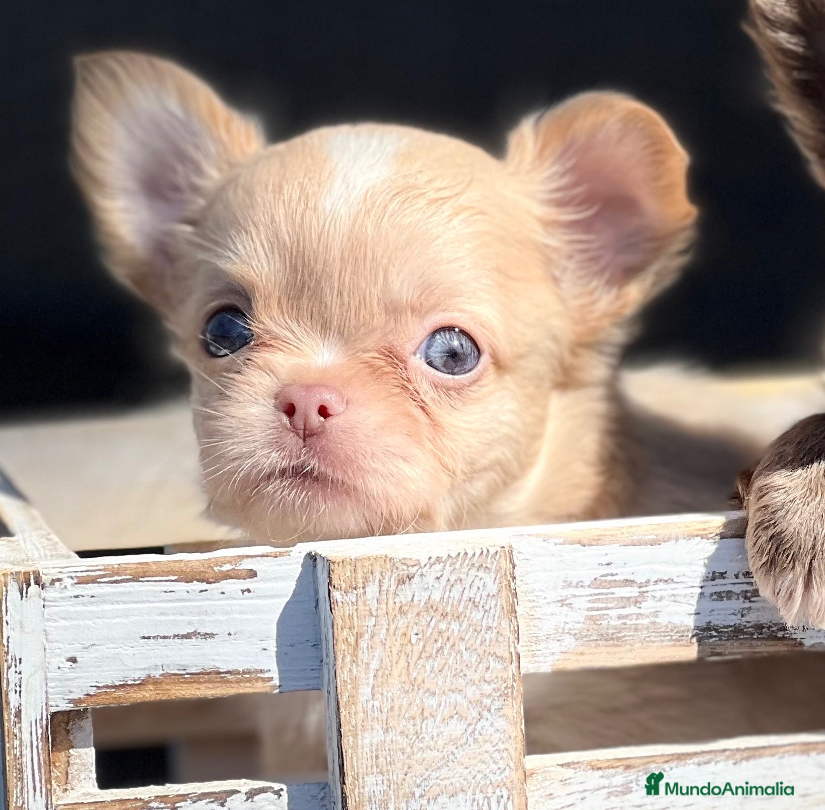 Chihuahua perros PRECIOSO MACHITO CREMA Y BLANCO DE PELO LARGO  - Anuncio 10