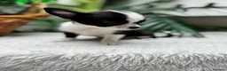 Chihuahua perros en venta: CHIHUAHUA HEMBRA 🎀 - Anuncio 15