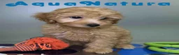 Havapoo perros en venta: Havapoo Macho de Haya y Can 8300 AQUANATURA - Anuncio 6
