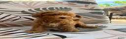 Caniche Toy perros en venta: Caniche Toy listos para entregar.  - Anuncio 1